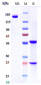 Anti-Complement C5aR1 Reference Antibody (avdoralimab)
