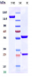 Anti-Complement C5 Reference Antibody (ravulizumab)