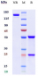 Anti-CSF2Ra / GM-CSFRa / CD116 Reference Antibody (mavrilimumab)