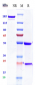 Anti-CD19 Reference Antibody (Loncastuximab)