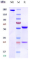 Anti-OX2R / CD200R1 Reference Antibody (Janssen patent anti-CD200R1)