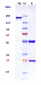 Anti-Siglec-2 / CD22 Reference Antibody (pinatuzumab)