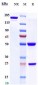 Anti-TNFRSF7 / CD27 Reference Antibody (varlilumab)