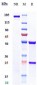 Anti-Siglec-3 / CD33 Reference Antibody (Gemtuzumab)