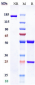 Anti-Siglec-3 / CD33 Reference Antibody (gemtuzumab-CLM)