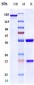 Anti-TSPAN26 / CD37 Reference Antibody (naratuximab)