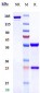 Anti-TNFSF7 / CD27L / CD70 Reference Antibody (Vorsetuzumab mafodotin)