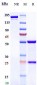 Anti-TNFSF7 / CD27L / CD70 Reference Antibody (vorsetuzumab)