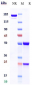 Anti-CD79b Reference Antibody (polatuzumab)