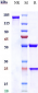 Anti-CEACAM5 / CEA / CD66e Reference Antibody (labetuzumab)