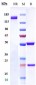 Anti-CEACAM6 / CD66c Reference Antibody (tinurilimab)