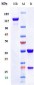 Anti-CEACAM5 / CEA / CD66e Reference Antibody (tusamitamab)