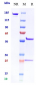 Anti-CEACAM5 / CEA / CD66e Reference Antibody (tusamitamab-MMAE)