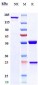 Anti-HGFR / c-Met Reference Antibody (amivantamab)