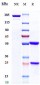 Anti-HGFR / c-Met Reference Antibody (telisotuzumab)