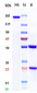Anti-HGFR / c-Met Reference Antibody (telisotuzumab vedotin)
