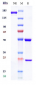 Anti-Complement C5 Reference Antibody (eculizumab)