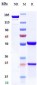 Anti-DLL3 Reference Antibody (rovalpituzumab)