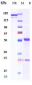 Anti-DLL4 Reference Antibody (enoticumab)