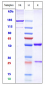 Anti-ERBB1 / EGFR / HER1 Reference Antibody (Cetuximab-MMAE)