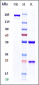 Anti-FGFR3 / CD333 Reference Antibody (vofatamab)