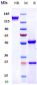 Anti-FGFR4 / CD334 Reference Antibody (U3-1784)