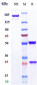 Anti-FOLR1 / FRA Reference Antibody (mirvetuximab)