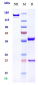 Anti-FOLR1 / FRA Reference Antibody (farletuzumab-MMAE)