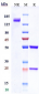 Anti-FOLR1 / FRA Reference Antibody (mirvetuximab-MMAE)