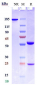 Anti-CSF2 / GM-CSF Reference Antibody (lenzilumab)