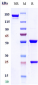 Anti-ERBB2 / HER2 / CD340 Reference Antibody (trastuzumab)
