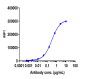 Anti-ERBB2 / HER2 / CD340 Reference Antibody (trastuzumab)