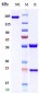 Anti-ICOS / CD278 Reference Antibody (feladilimab)