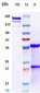 Anti-IGF1R / CD221 Reference Antibody (cixutumumab)