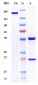 Anti-CTLA-8 / IL-17a Reference Antibody (secukinumab)