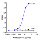 Anti-CTLA-8 / IL-17a Reference Antibody (secukinumab)