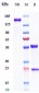 Anti-IL-2Ra / CD25 Reference Antibody (daclizumab)