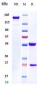 Anti-IL-31Ra Reference Antibody (nemolizumab)