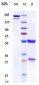 Anti-LILRA4 / ILT7 / CD85g Reference Antibody (daxdilimab)