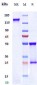 Anti- FcRH5 / IRTA2 / CD307e Reference Antibody (cevostamab)