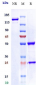 Anti-LIV-1 / SLC39A6 Reference Antibody (ladiratuzumAb)