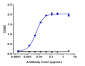 Anti-LIV-1 / SLC39A6 Reference Antibody (ladiratuzumAb)