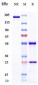 Anti-LOXL2 Reference Antibody (simtuzumab)