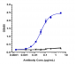 Anti-LOXL2 Reference Antibody (simtuzumab)