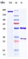 Anti-B7-H4 / VTCN1 Reference Antibody (Millennium patent anti-B7-H4)