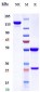 Anti-CD14 Reference Antibody (atibuclimab)