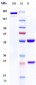 Anti-CD19 Reference Antibody (tafasitamab)