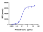 Anti-CD19 Reference Antibody (tafasitamab)