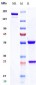 Anti-CD19 Reference Antibody (inebilizumab)