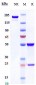 Anti-Siglec-2 / CD22 Reference Antibody (inotuzumab)
